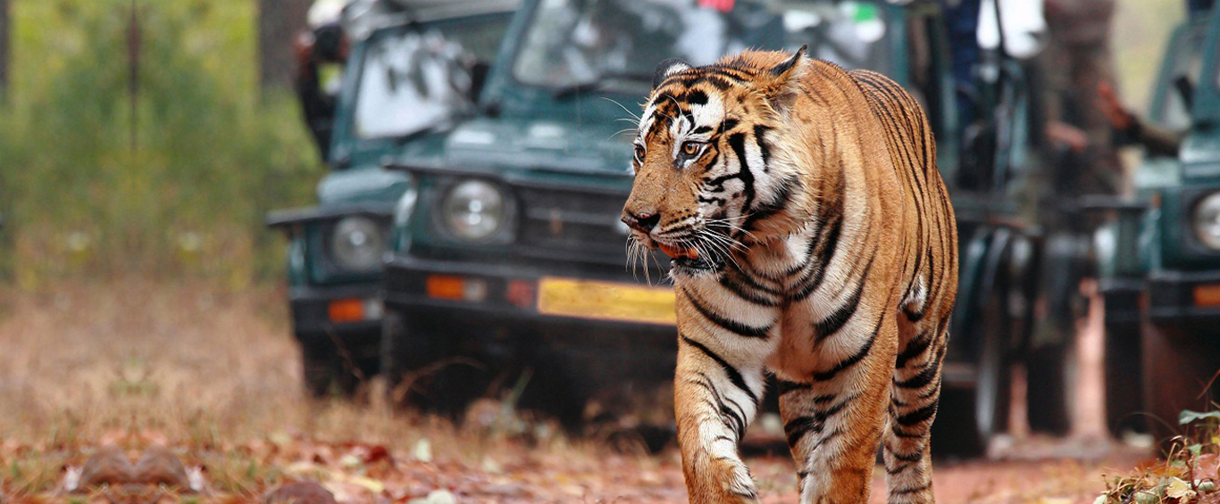 Ranthambore Wildlife