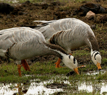 Golden Triangle With Bharatpur Ranthambore Tour from Delhi