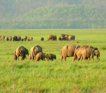 Jim Corbett Tour