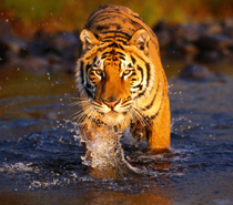 Golden Triangle With Ranthambore Tour from Delhi